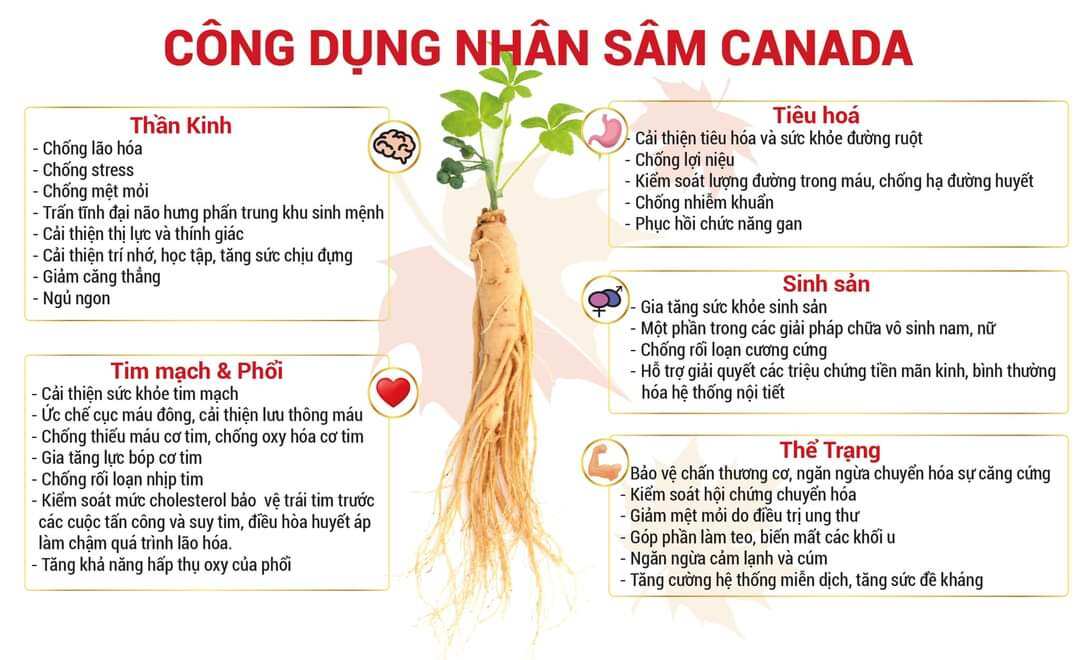Nhân Sâm Táo Đỏ Hòa Tan GINSENG CND