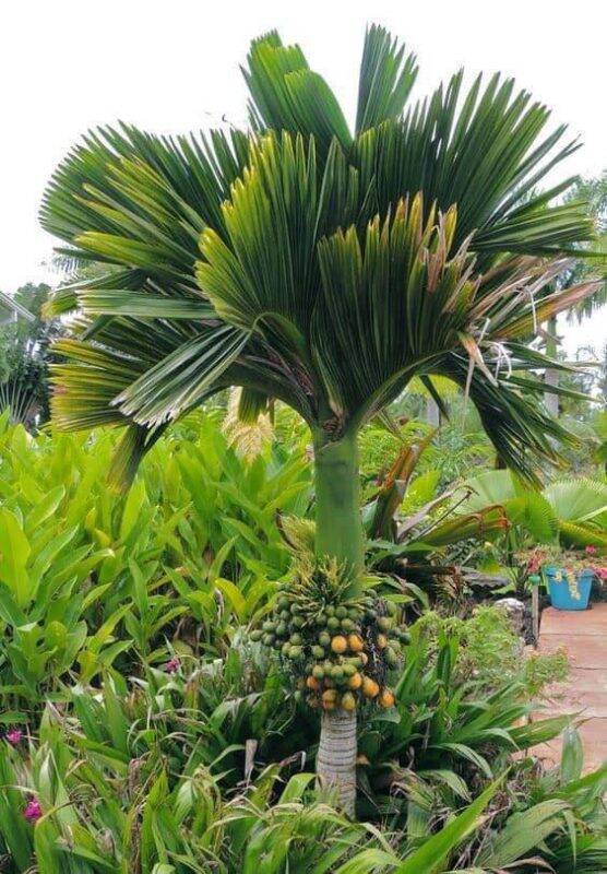 Cây Cau Kiểng Lùn (cây con)