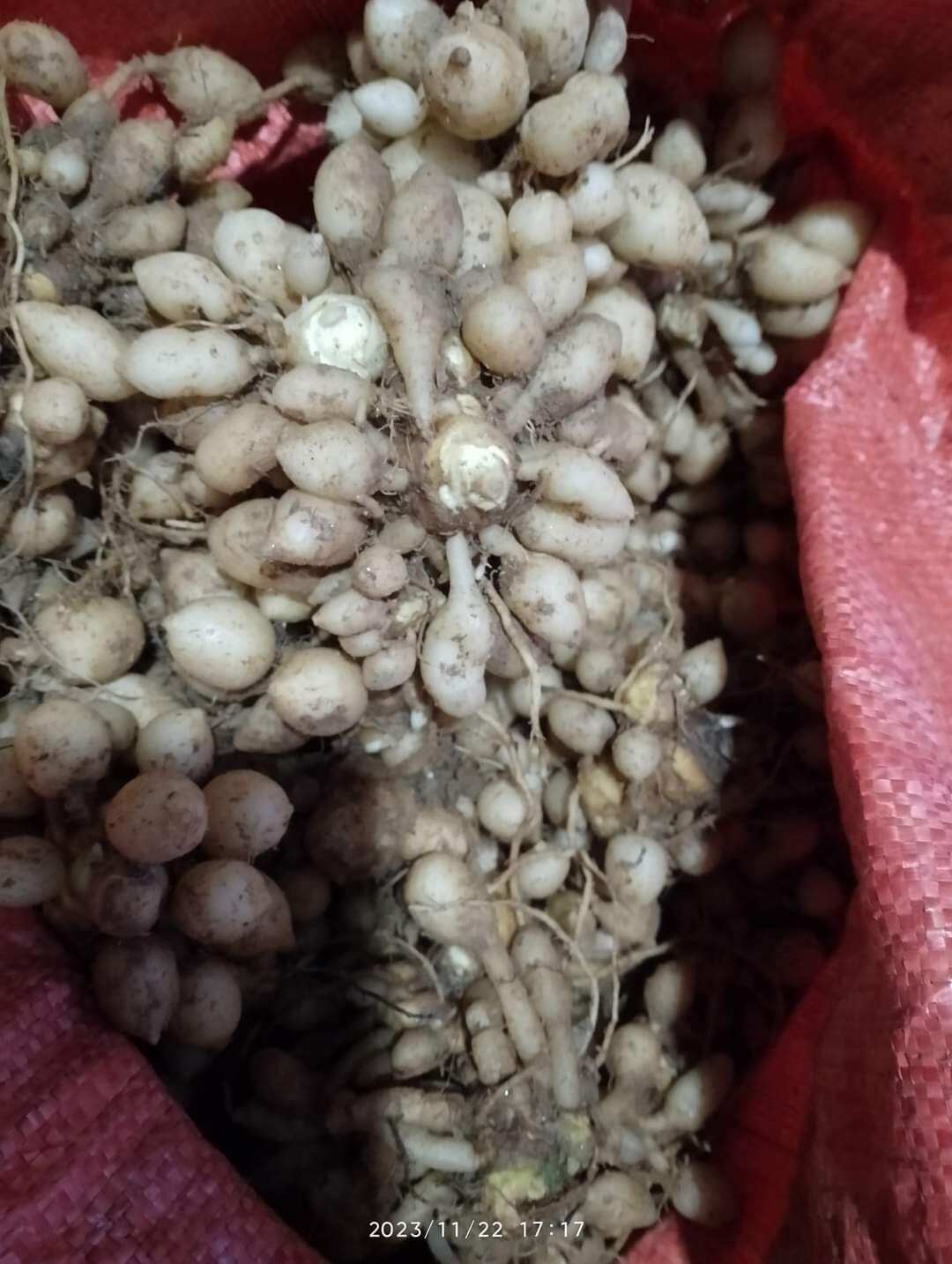 3kg tam thất nam tươi chuẩn rừng