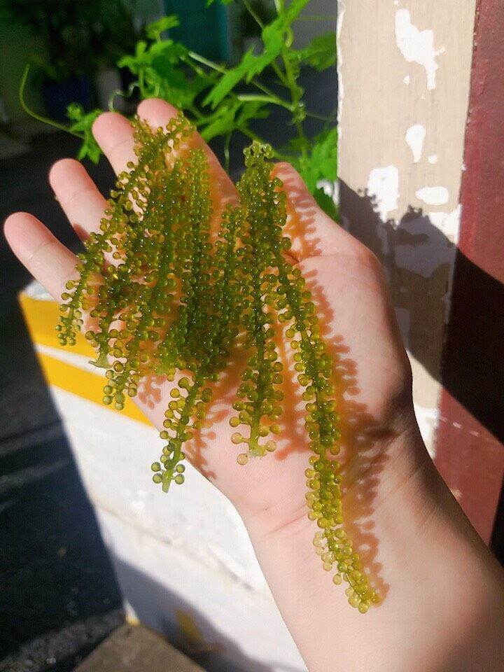Gói Rong nho Yukibudo 25g