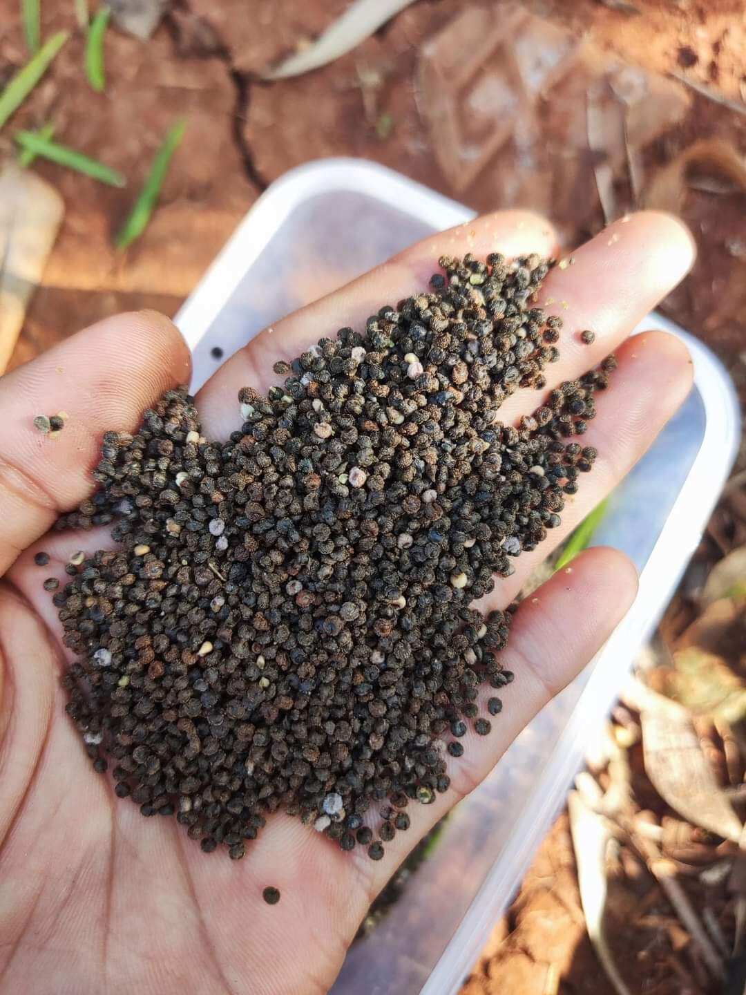 Hạt giống hoa túy điệp (150-200h)