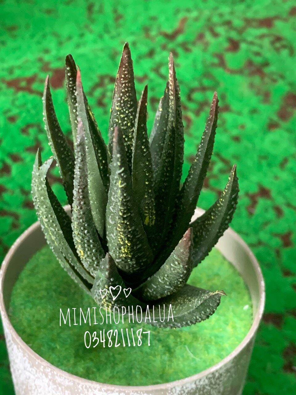 Sen đá - xương rồng giả - nha đam giả - trang trí nhà cửa.