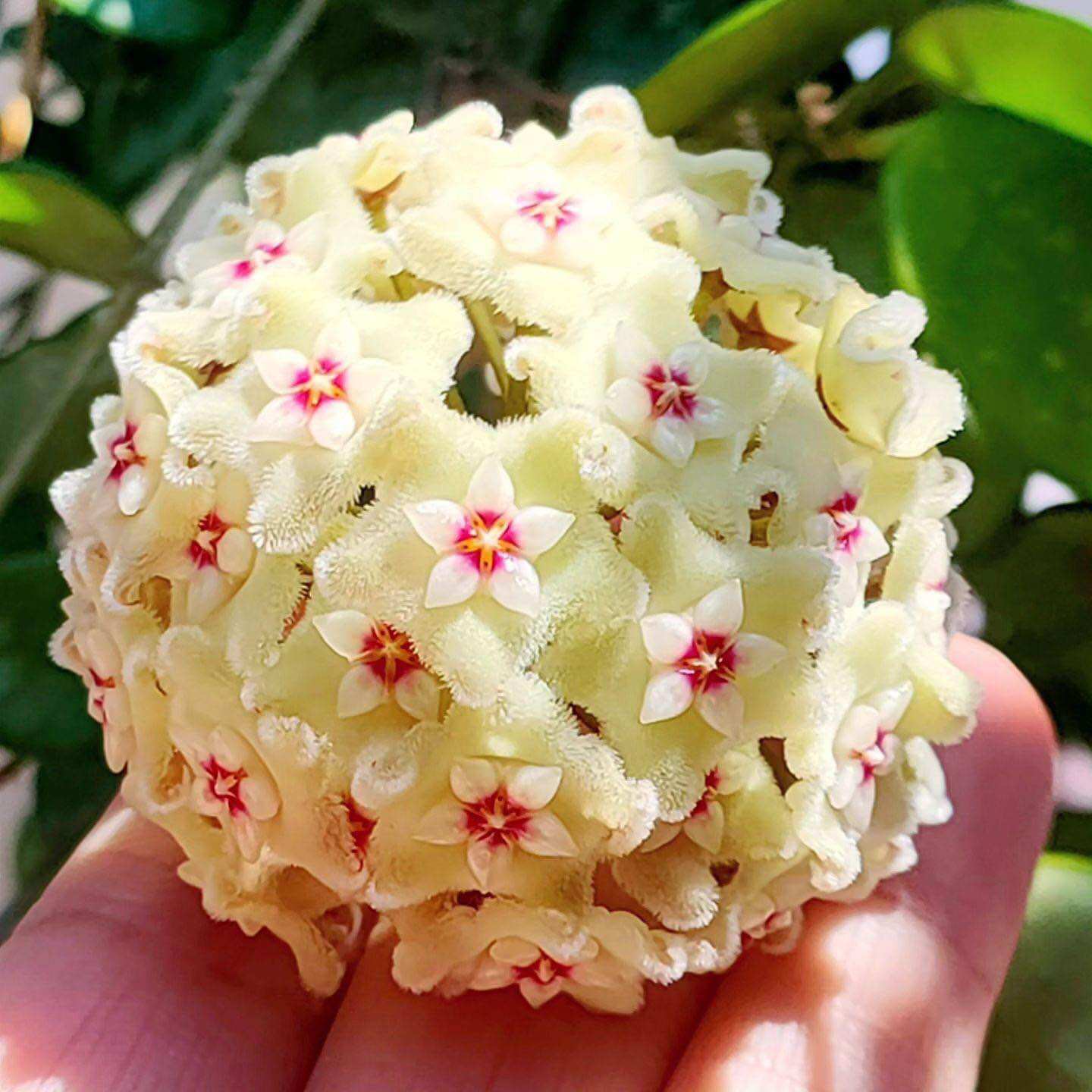 Hoa Cẩm cù hoya Mathilde thân rủ, hoa thơm, siêng hoa, nhiều kích thước