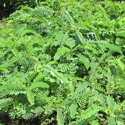 CÂY SO ĐŨA TỨ QUÝ LÙN THÁI LAN - cây giống