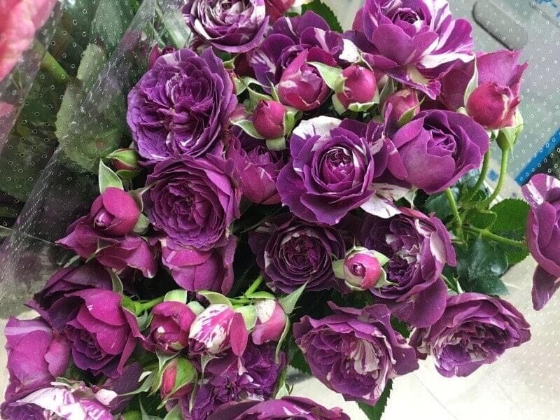 Hoa hồng Ngoại Scented Jewel Rose