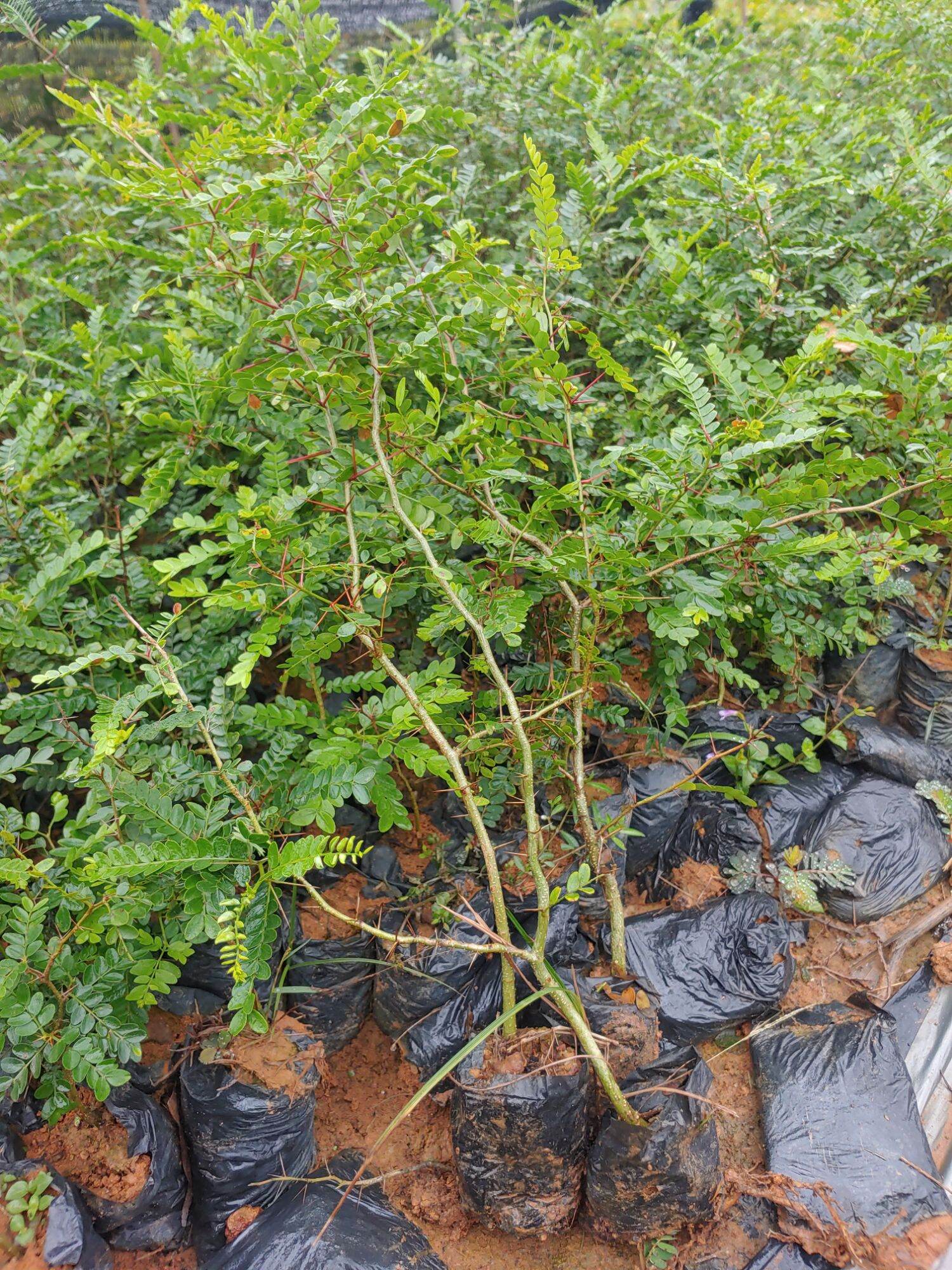 Cây giống Bồ Kết (mua 10 tặng 1)