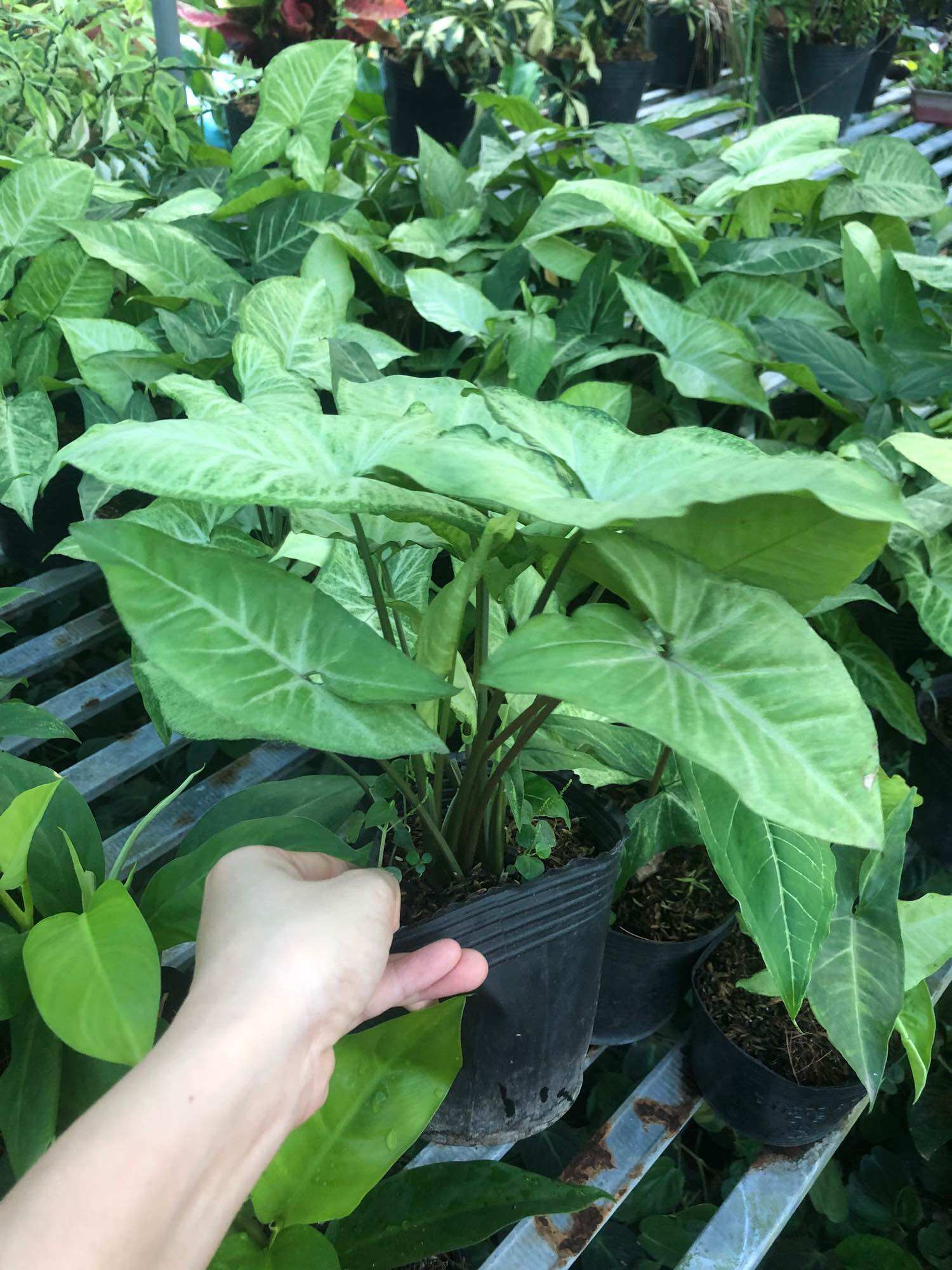 Cây Trầu bà lá trắng/ Cây tróc bạc
