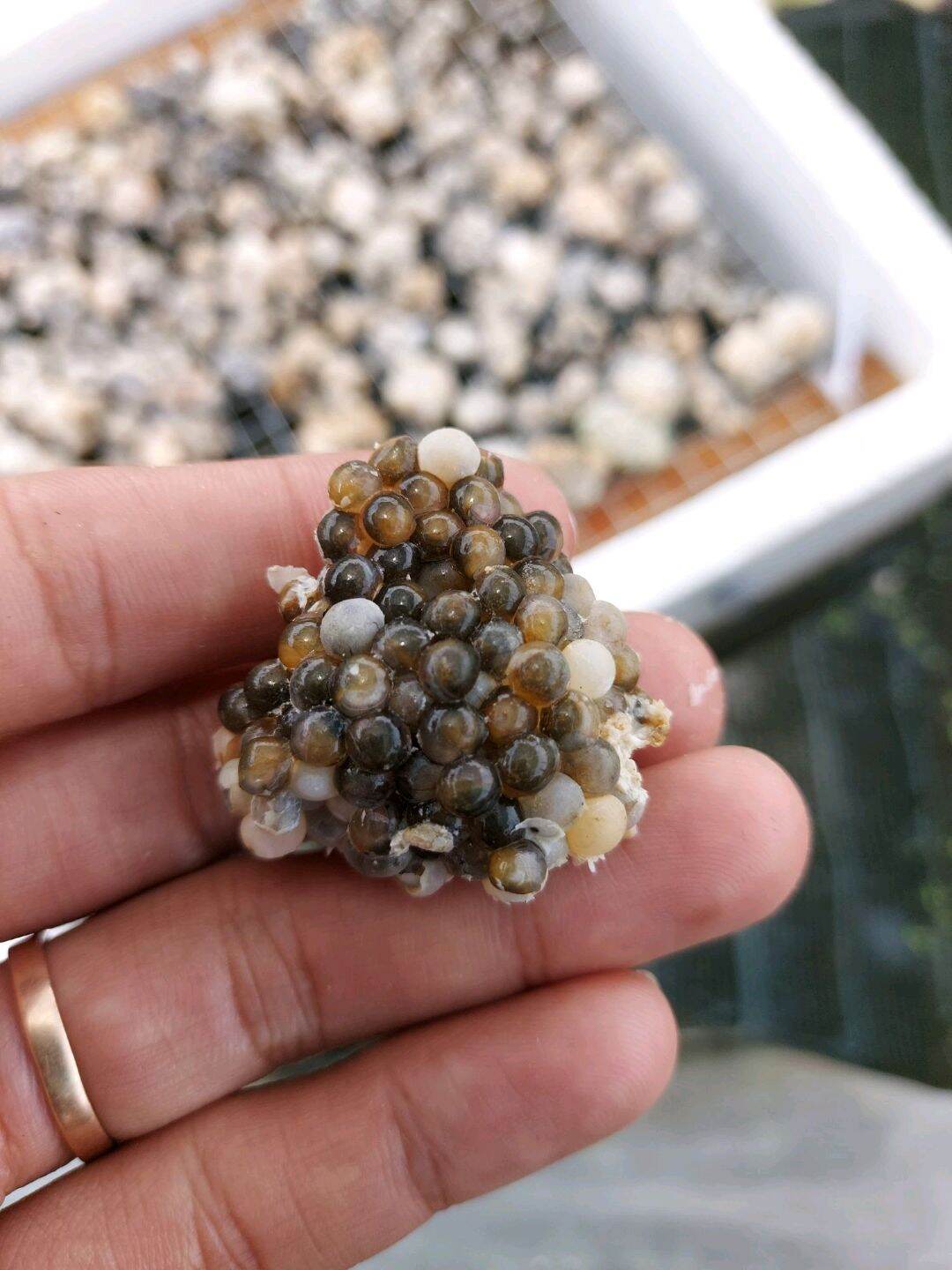 1kg trung oc bưu den