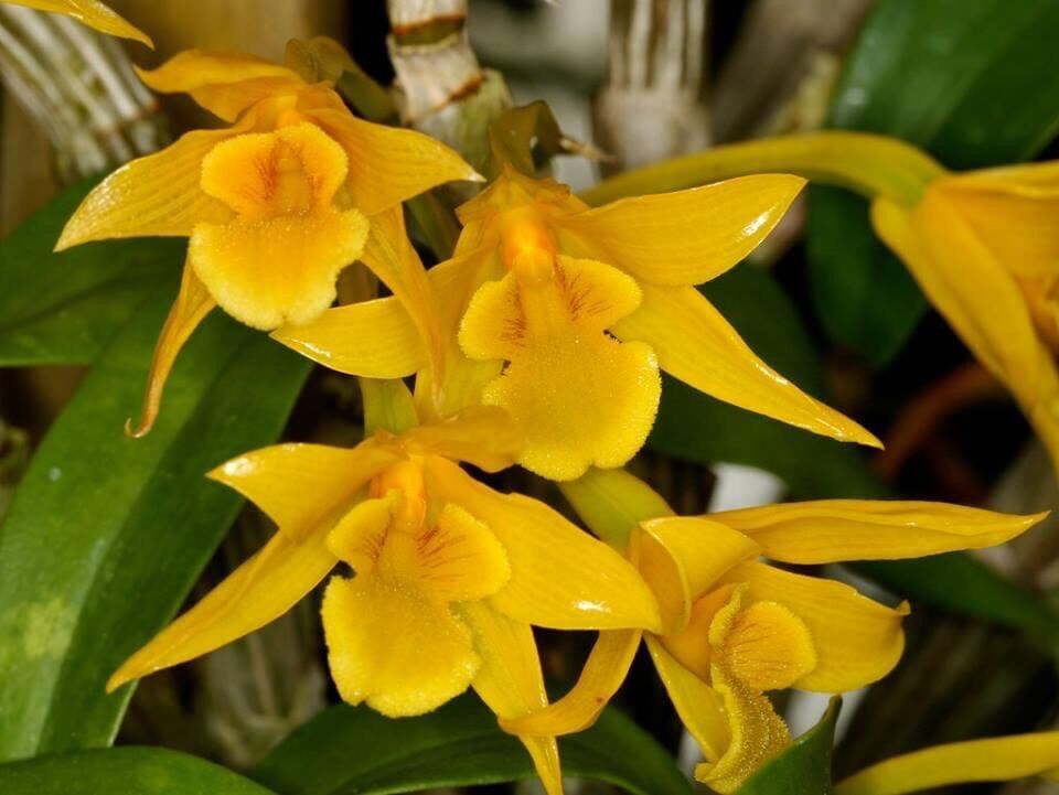 Hoa Lan kim điệp nhựa(1 bó)