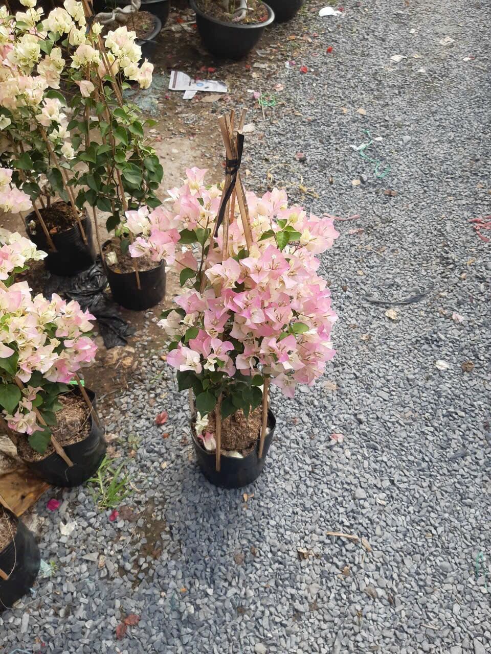 Cây giấy sakura siêu hoa