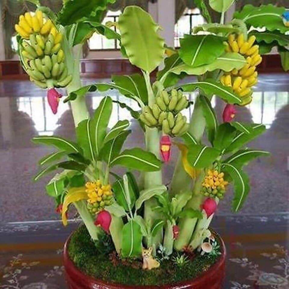 CÂY chuối cảnh mini