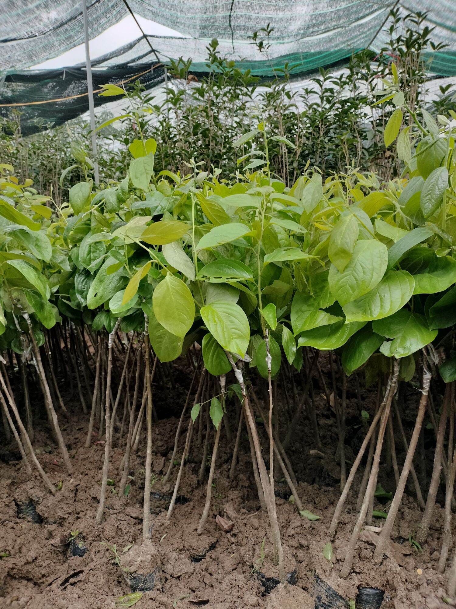 CÂY GIỐNG HỒNG GIÒN KHÔNG HẠT