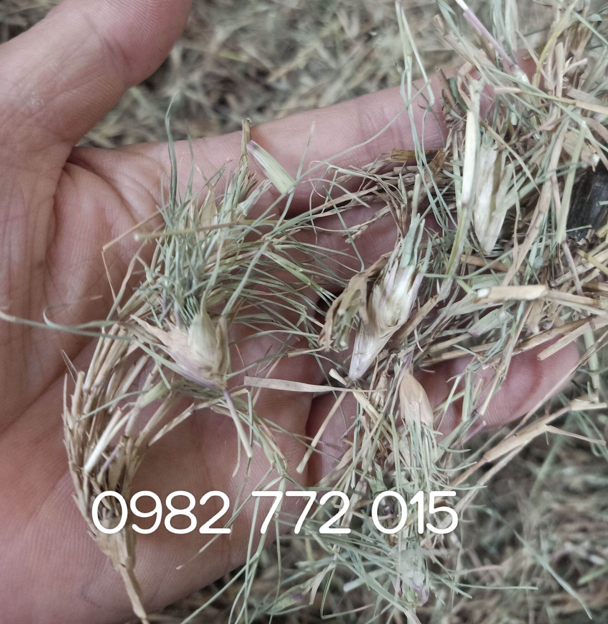 Cây cỏ gà khô 1kg - đông y thanh bình . lh 0982 772 015