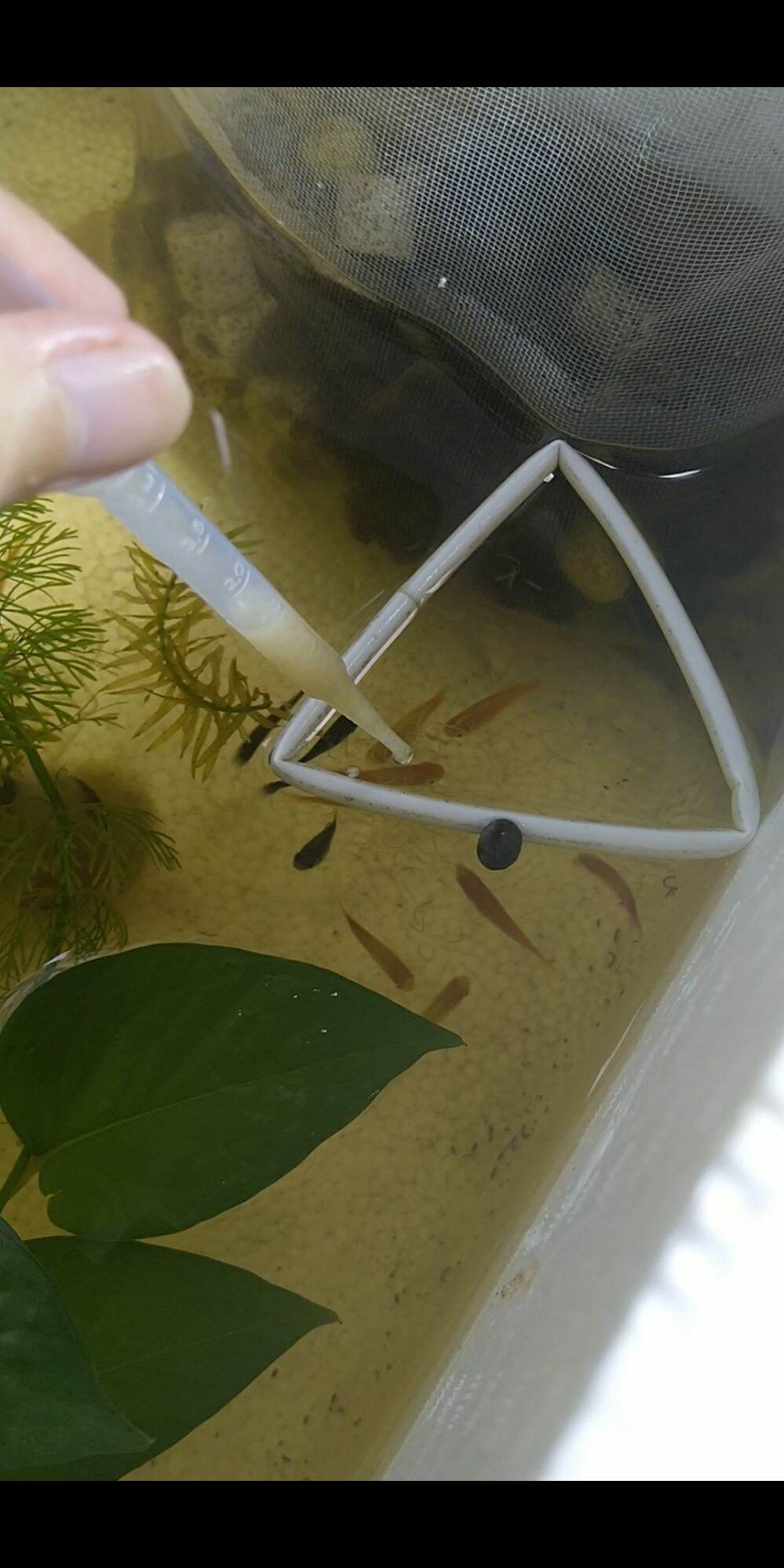Ống hút artemia, bobo, trùn trắng.