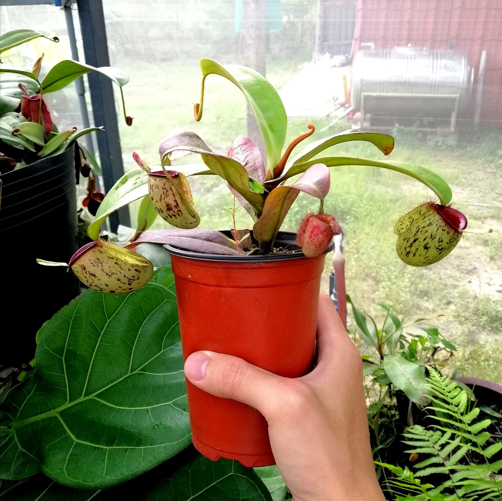Nắp ấm Ampu các loại