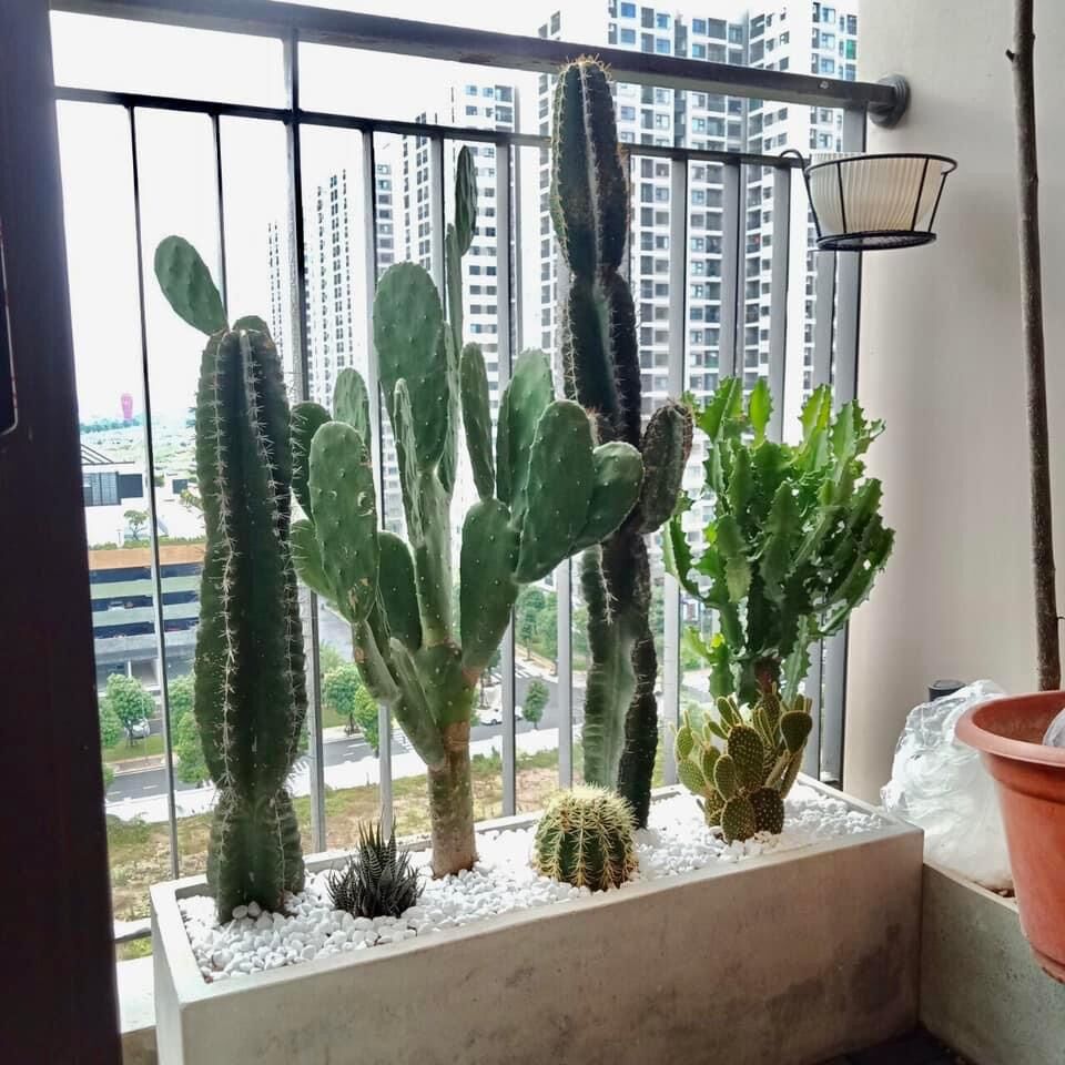Xương rồng trụ xanh trang trí