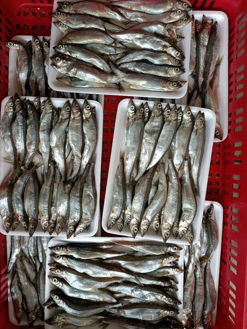 0,5kg Cá siêu trứng Nauy (hàng đủ nét, hỏa tốc 2h Tphcm)