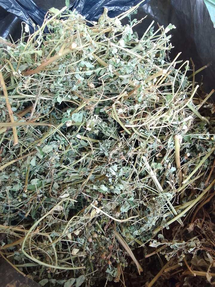 Diệp hạ châu ( cây chó đẻ răng cưa) phơi khô 1kg