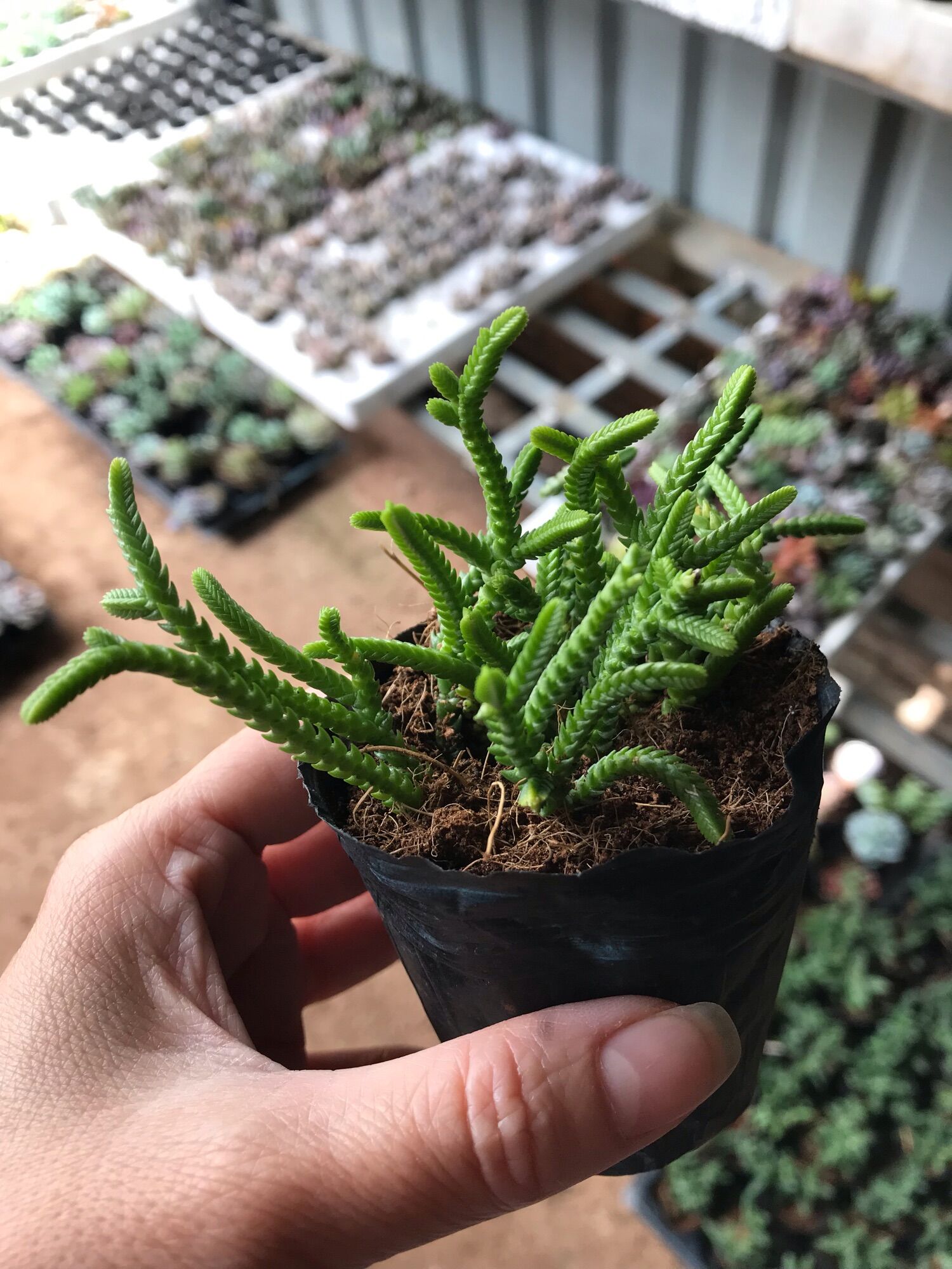 Sen đá trúc cute size bầu