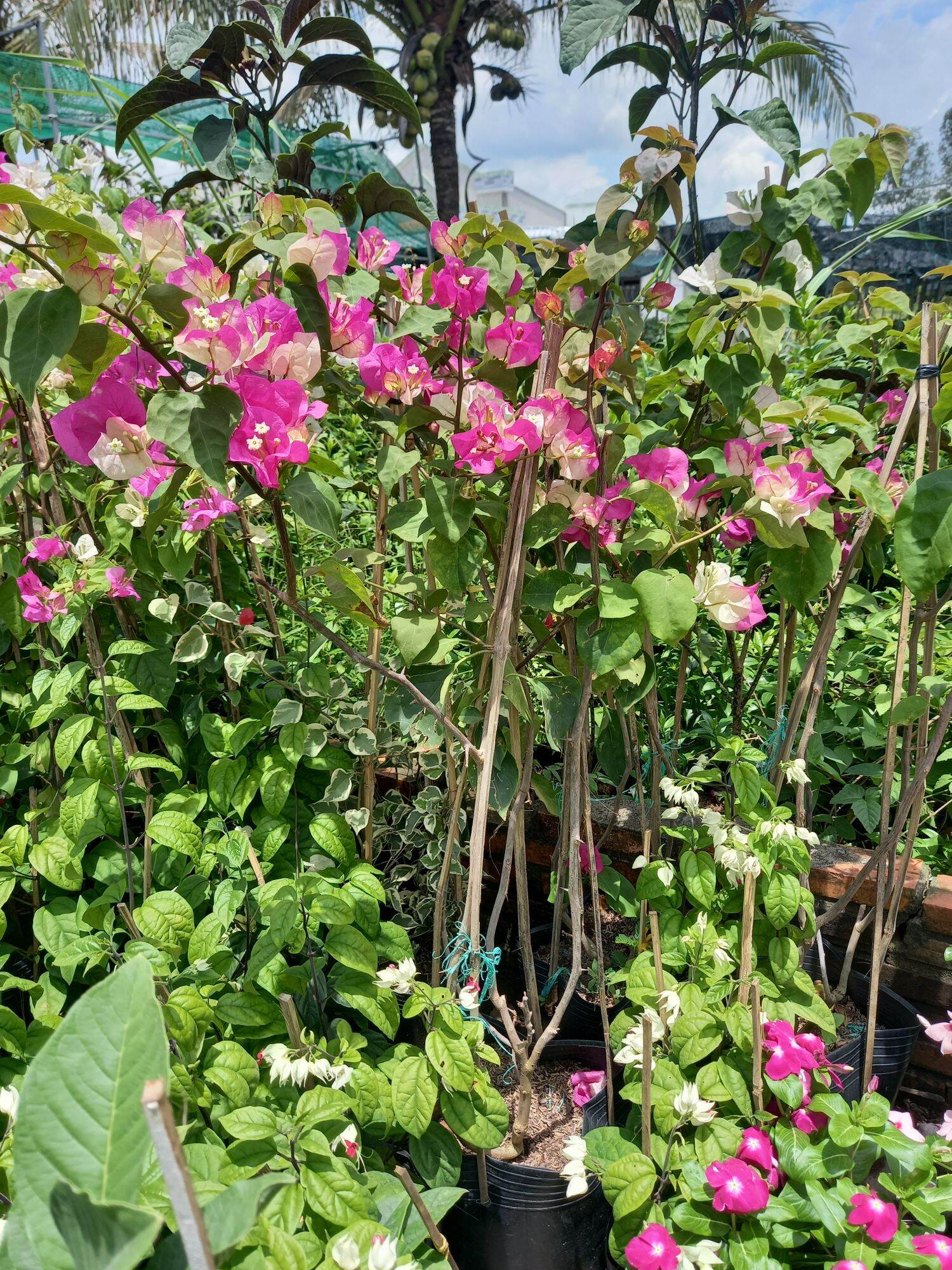 cây giấy ấn độ đổi màu