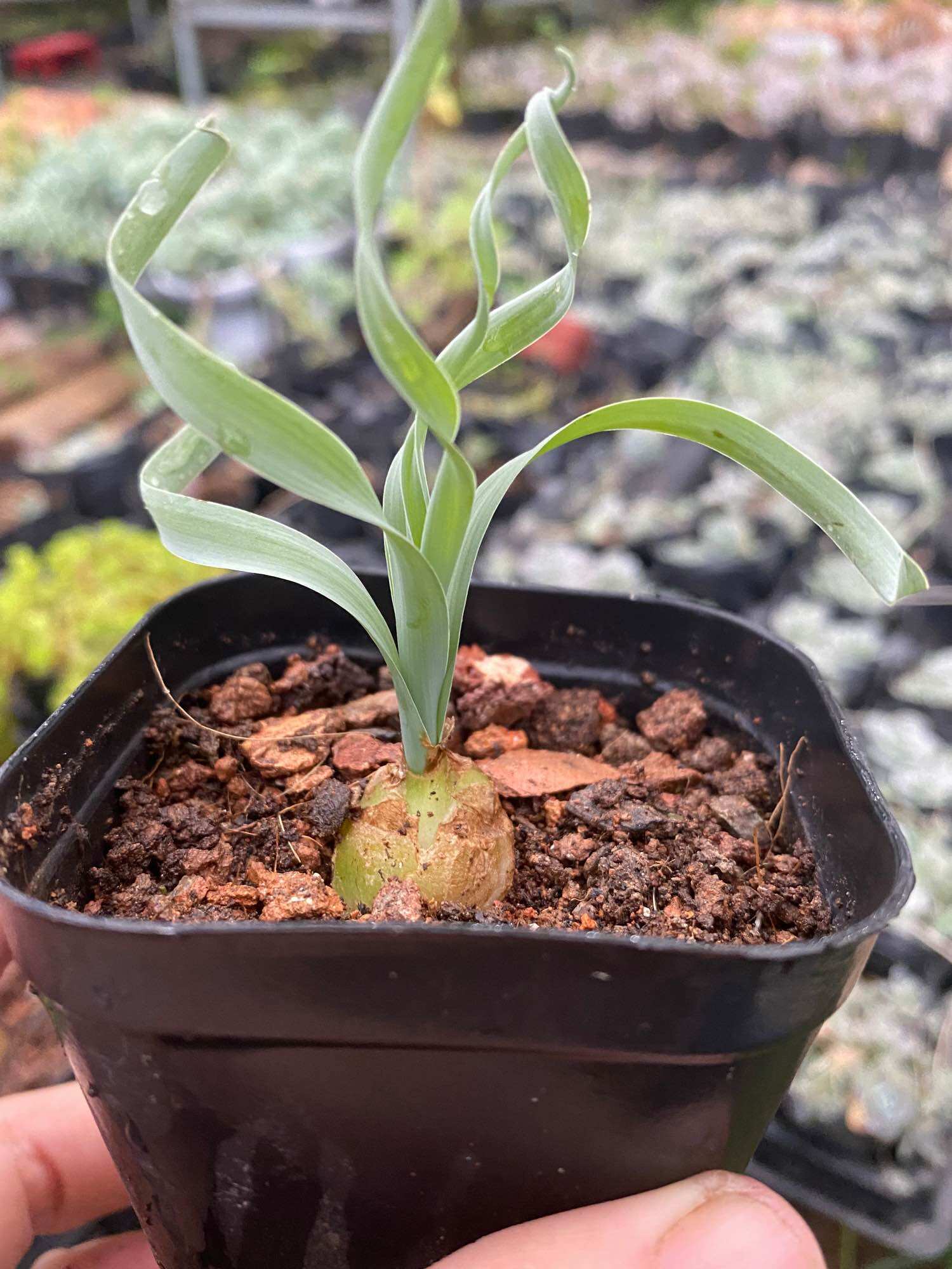 CÂY SEN ĐÁ CỎ SOẮN 🌵 [Có sẵn] ✈ [Chính hãng]⚡ [Ảnh thật] 🍀 [FreeShip] ❤
