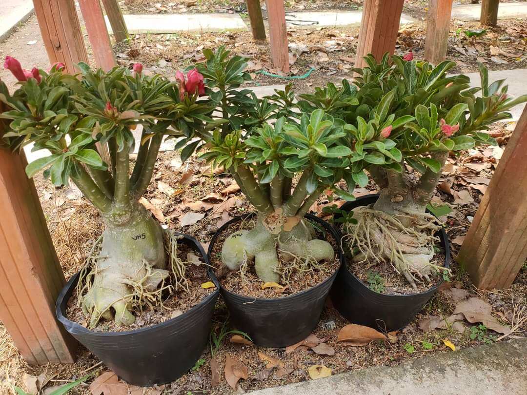Sứ Thái Ghép Cánh Kép