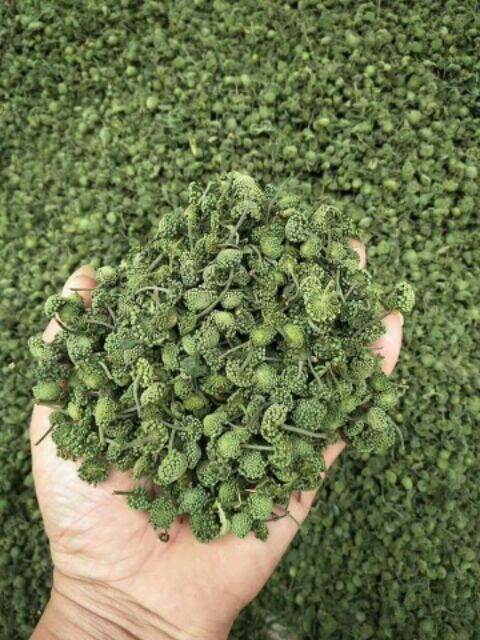 NỤ TAM THẤT BẮC BAO TỬ 100G