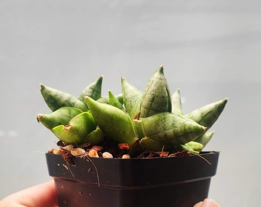 Cây lưỡi hổ mini - Sansevieria Boncel Mini