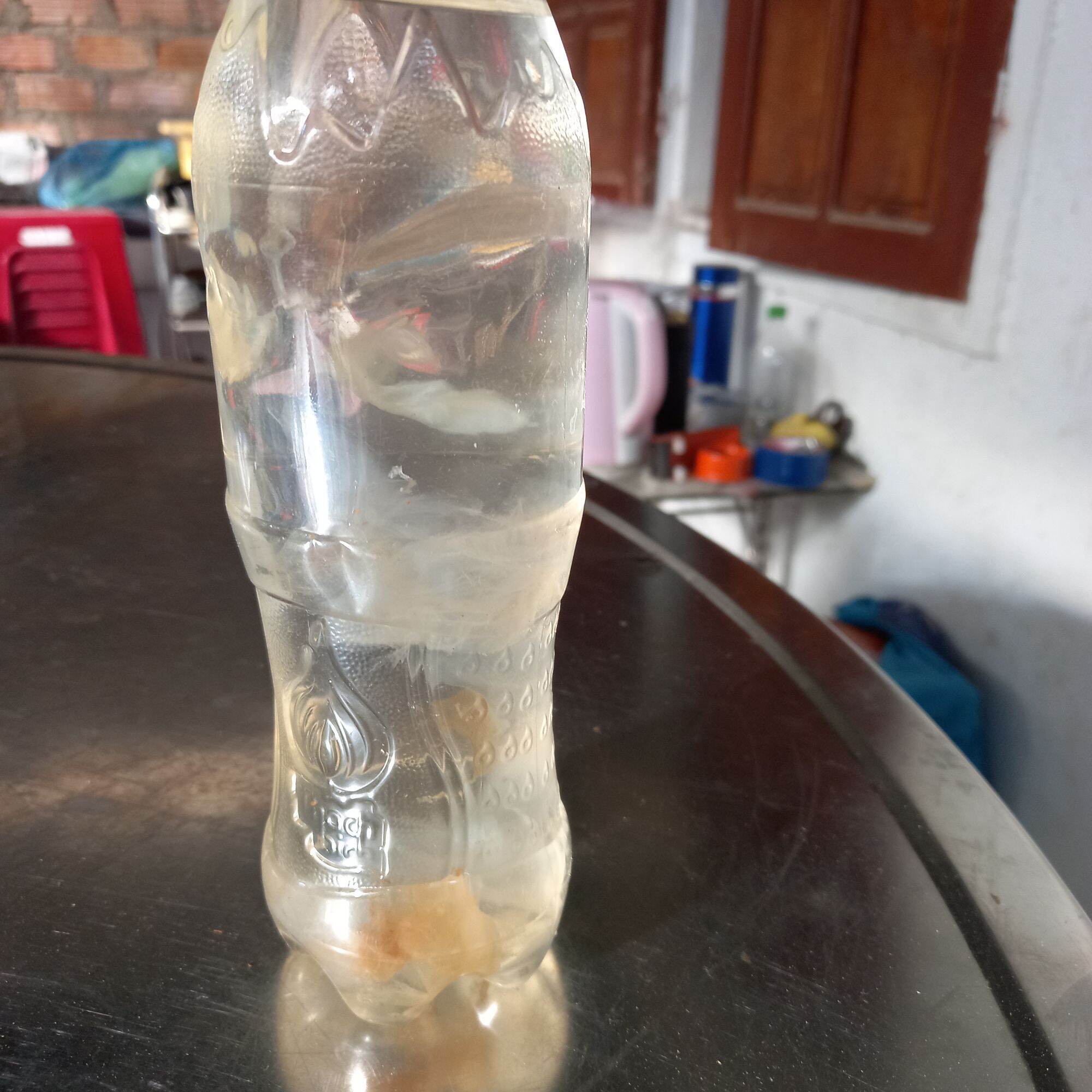 giấm nuôi có con giấm