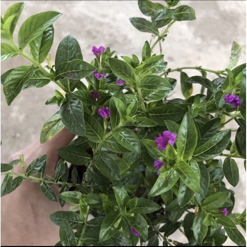 Cây Cẩm Tú mai