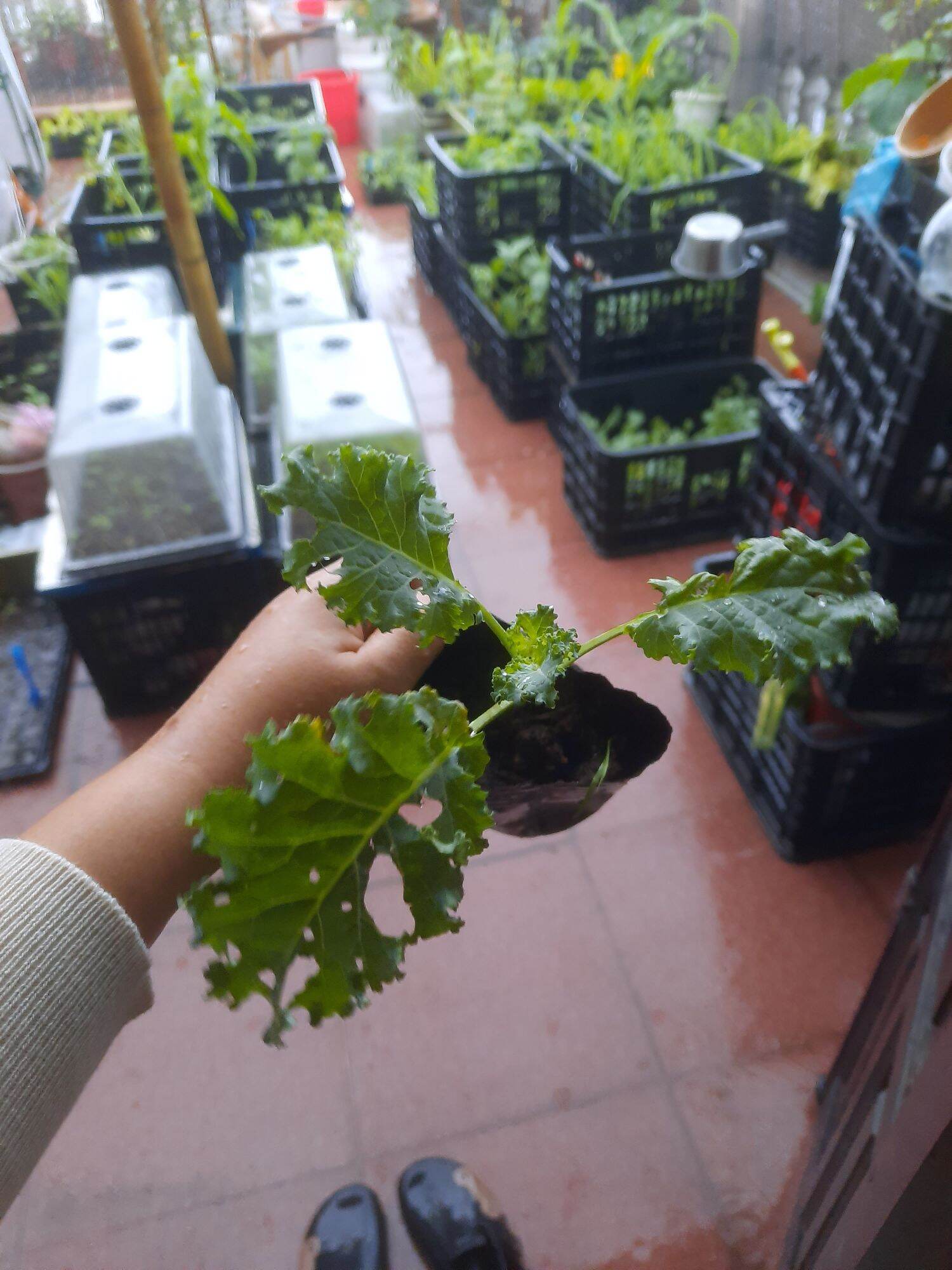 Cây giống Cải Kale xoăn xanh