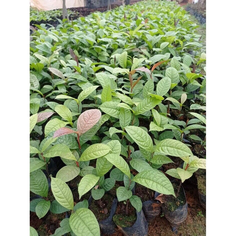 Cây trà hoa vàng cao 40-45cm
