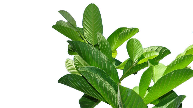 500g lá ổi tươi hỗ trợ giảm cân,