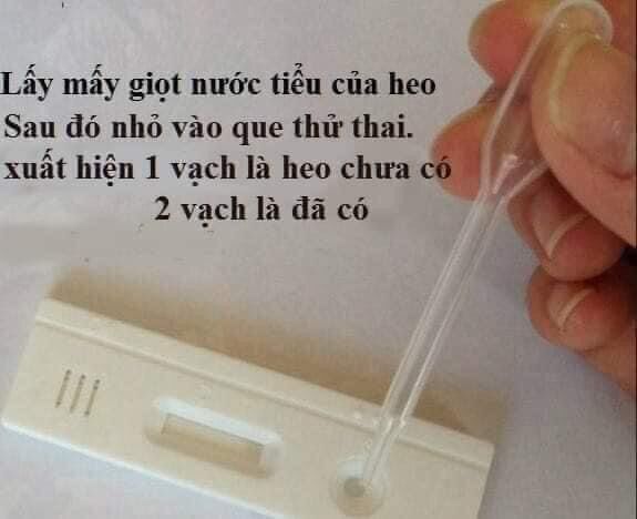 Que Thử Thai Cho Bò - Trâu