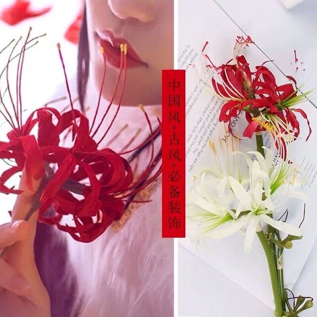 Hoa bỉ ngạn cầm tay chụp hình