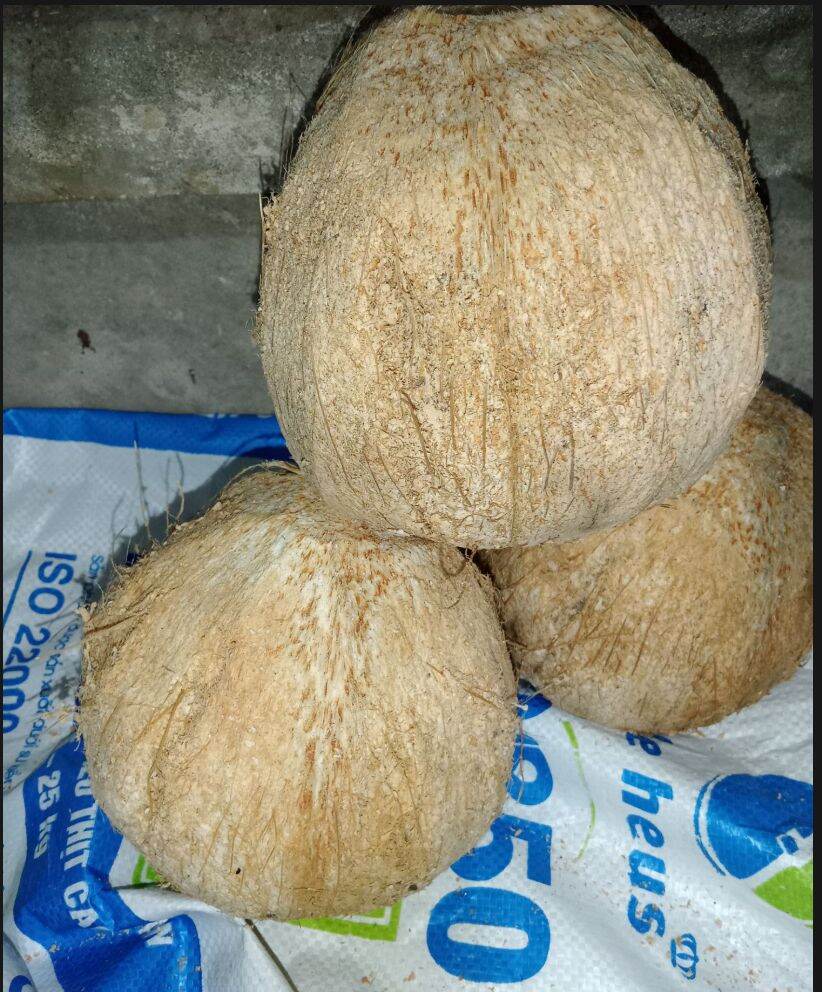 1 trái Dừa khô rám Bến Tre