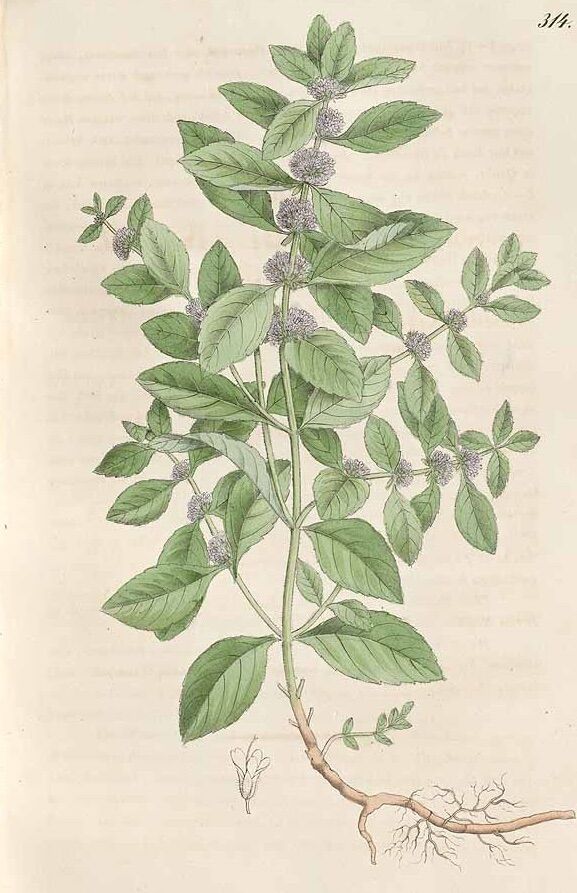 Bạc hà peppermint bầu giống