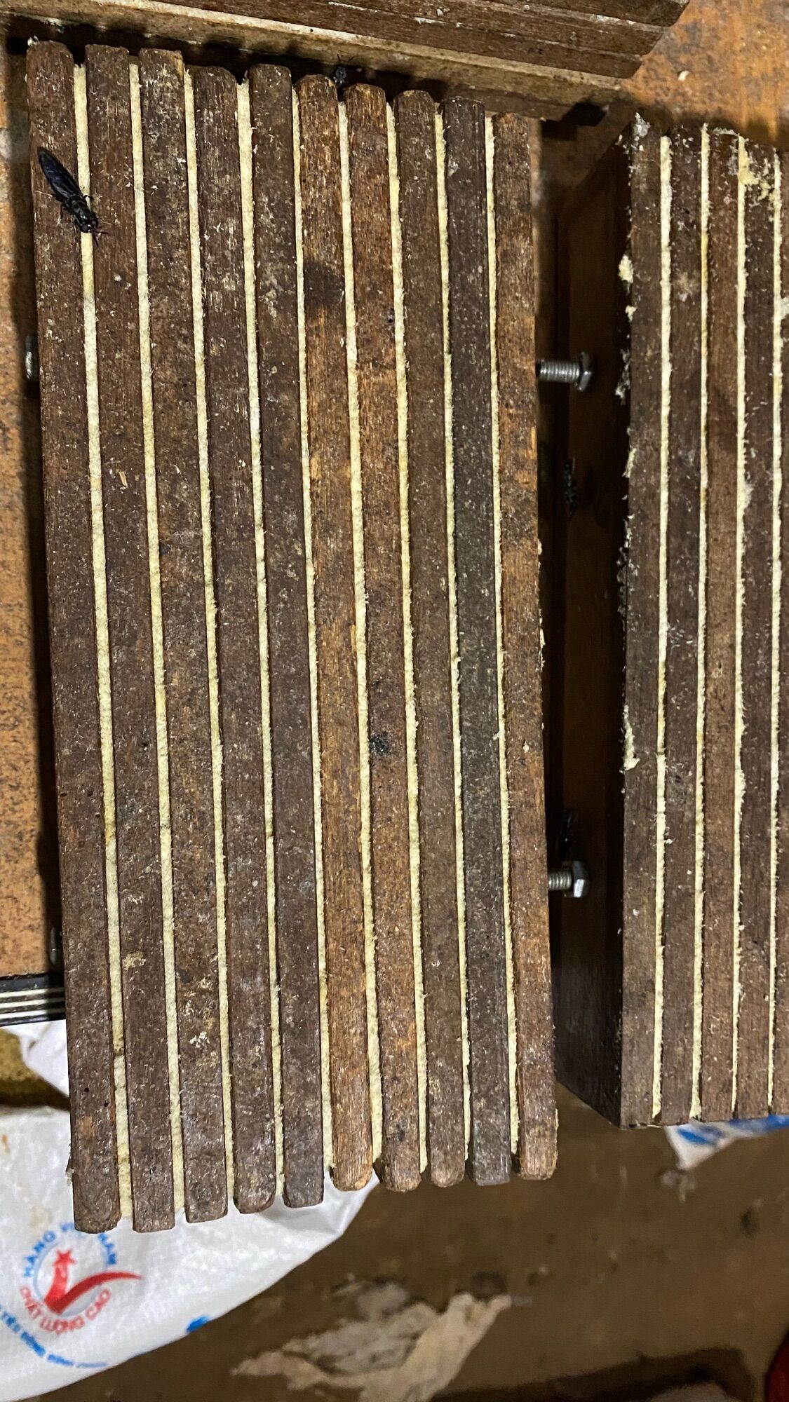 10g Trứng Ruồi Lính Đen