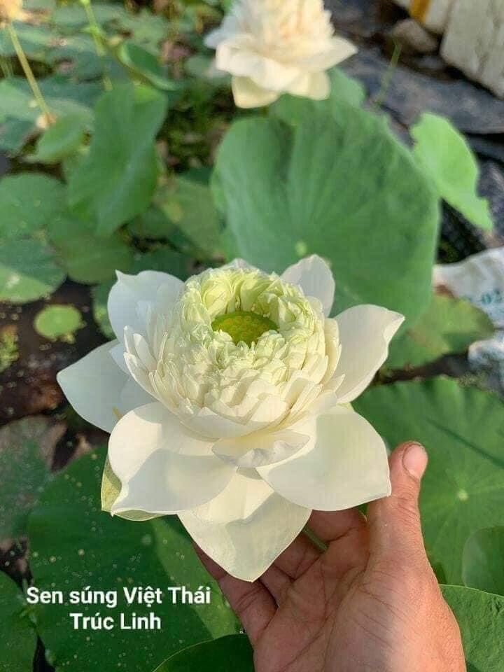 Củ Sen Thái- Trắng Hoàng Kim (củ giống)