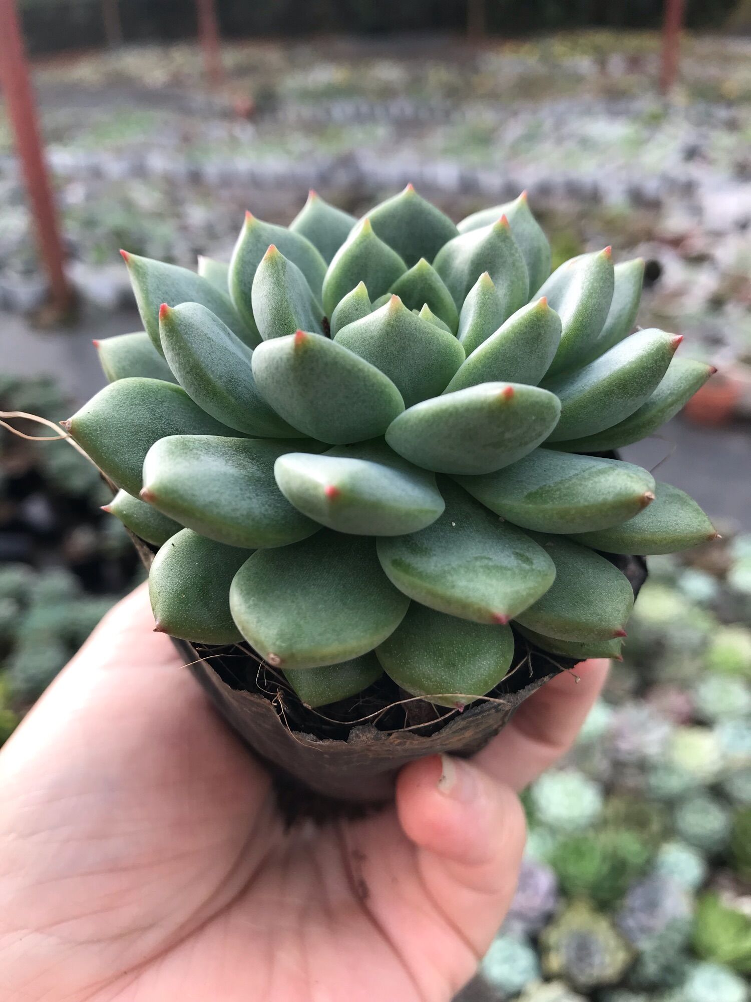 Sen đá bánh bao xanh cute size bầu