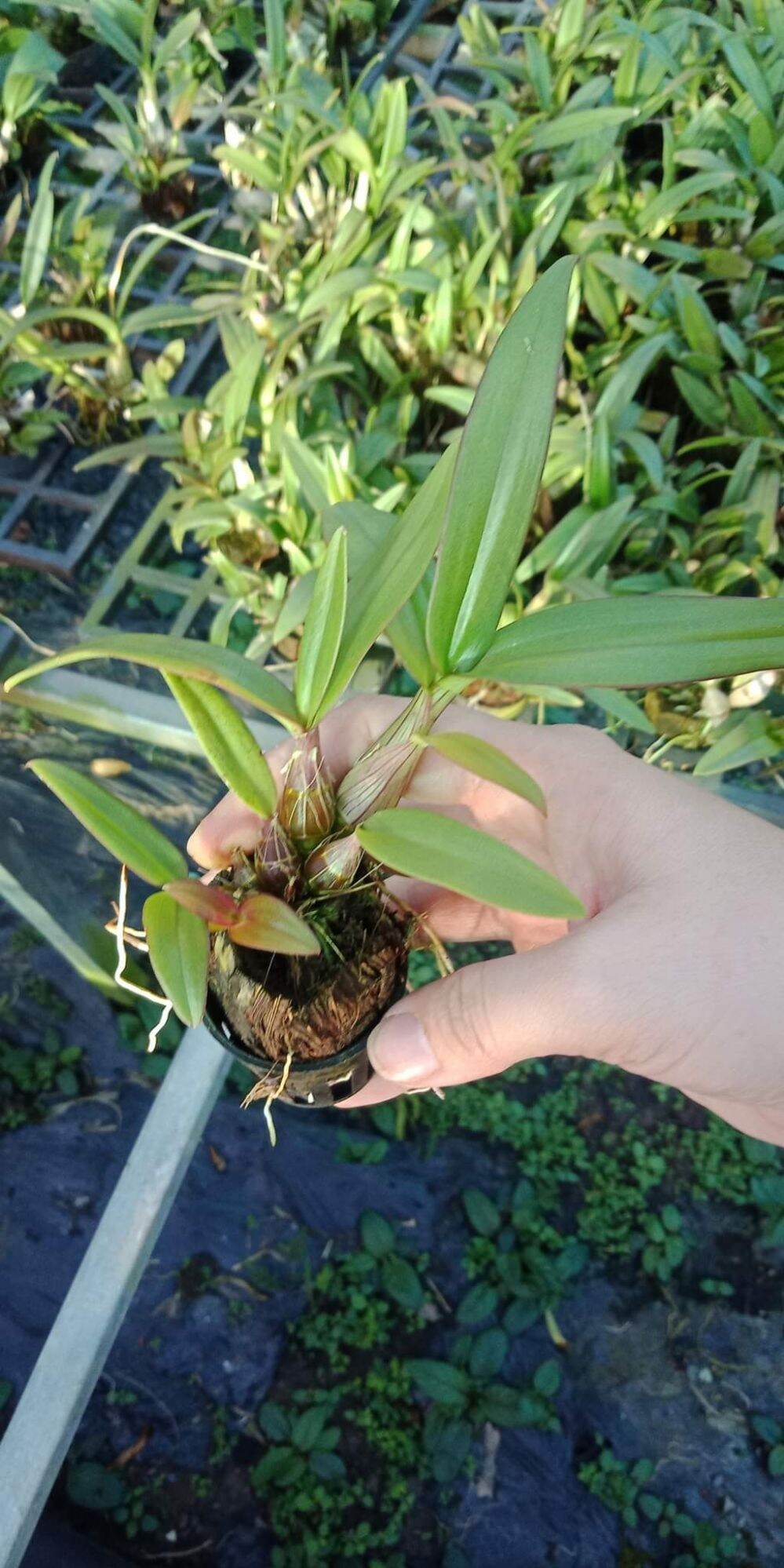 Hoa lan denro mini giống đủ màu