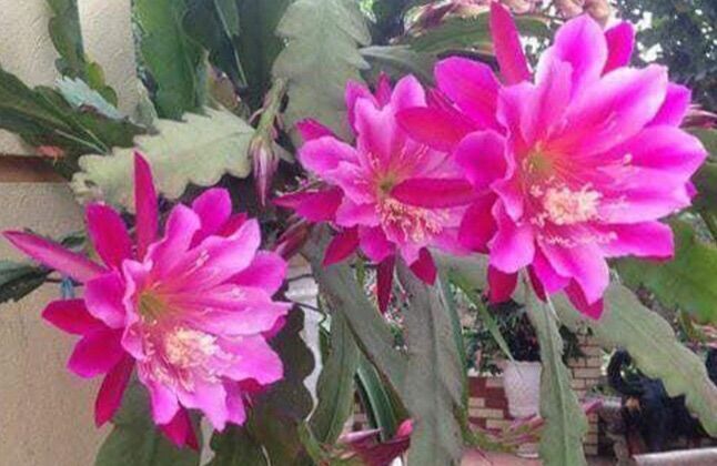Cây hoa nhật quỳnh thích hợp trồng mọi vùng khí hậu bắc trung nam.hoa dễ trồng dễ chăm