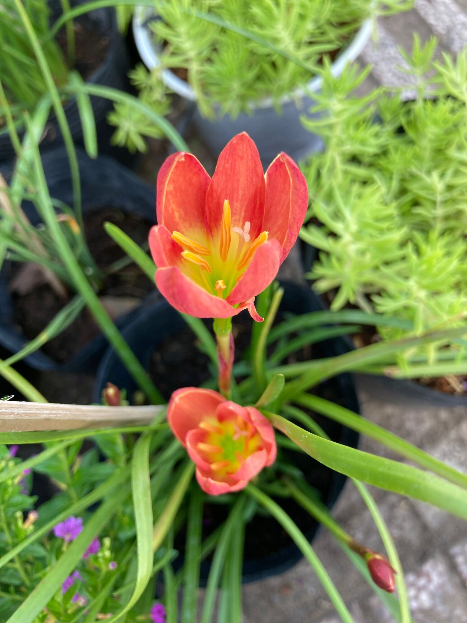 Cây Huệ mưa màu cam- dòng ra hoa quanh năm