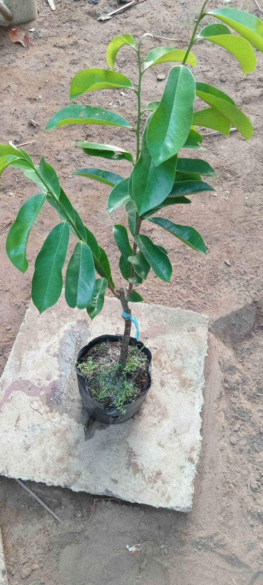 Cây giống mãn cầu xiêm ghép