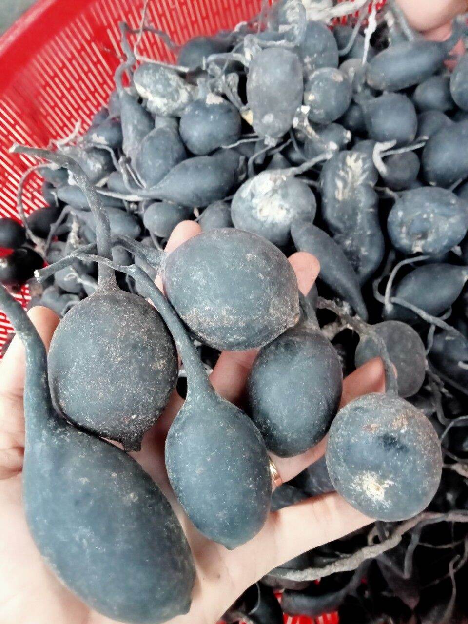 [HCM]sâm ô linh chuẩn hàng việt