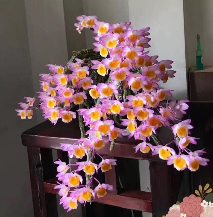 Hoa Lan long tu(1khóm 2-3 thân)