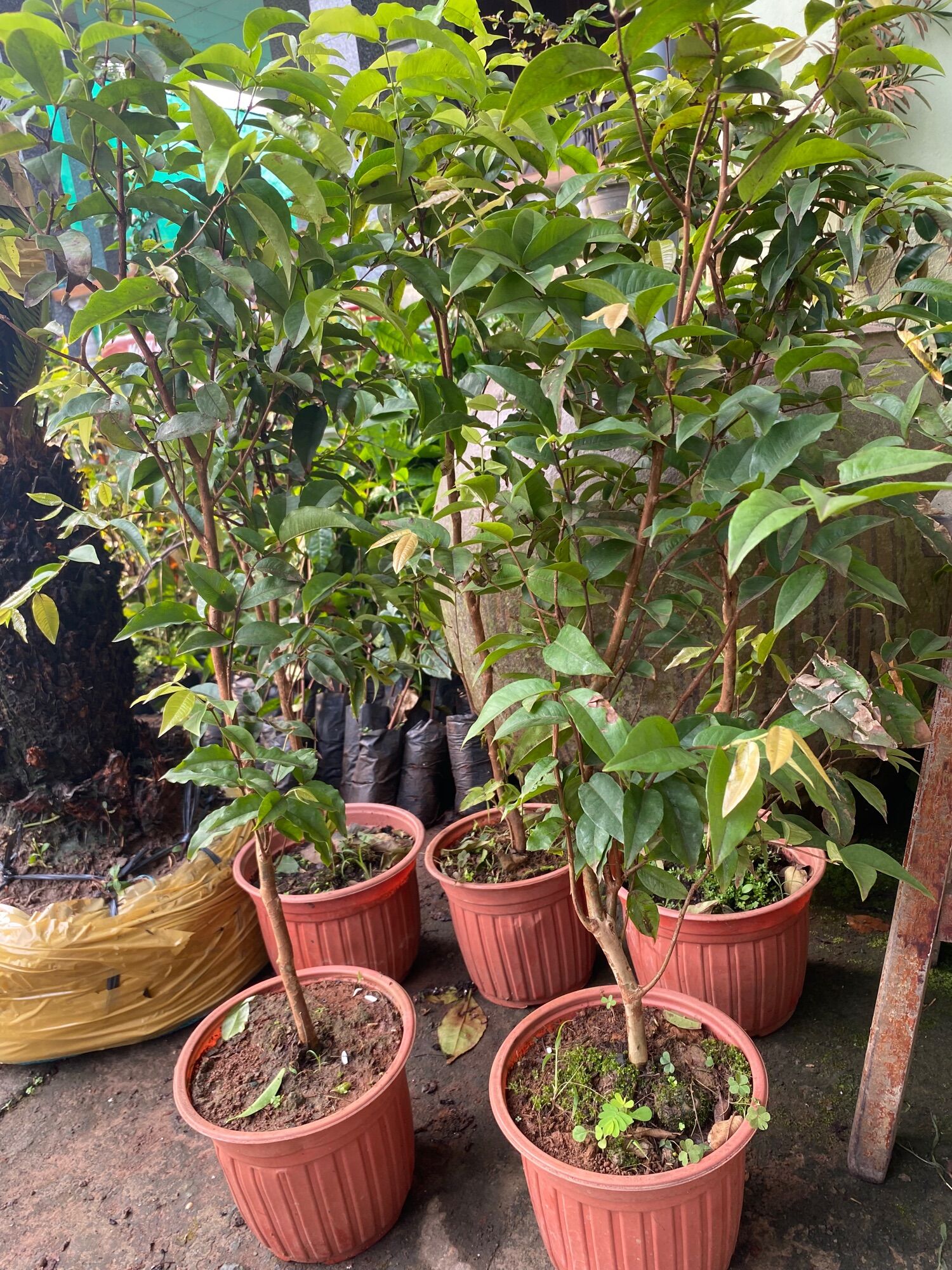 Cây Nho Thân Gỗ cao 60-80cm