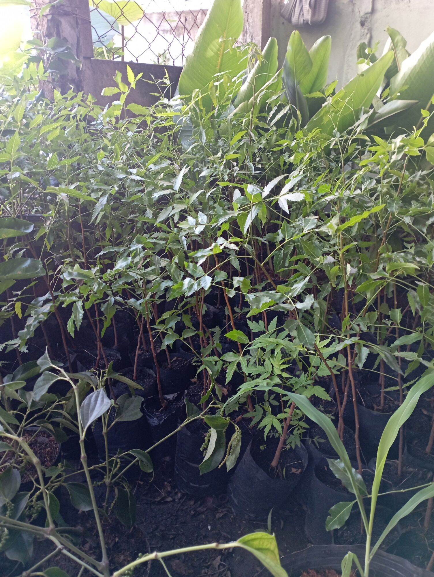 cây Sầu Đâu làm gỏi
