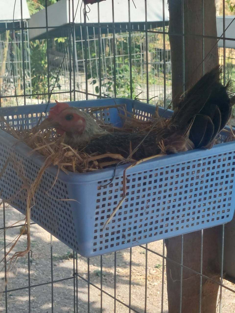 10 TRỨNG GÀ MỸ  ẤP NỞ CON GIỐNG ,TẶN THÊM 2 TRỨNG .TRẠI GÀ NÒI THÀNH ĐÔNG LONG AN.