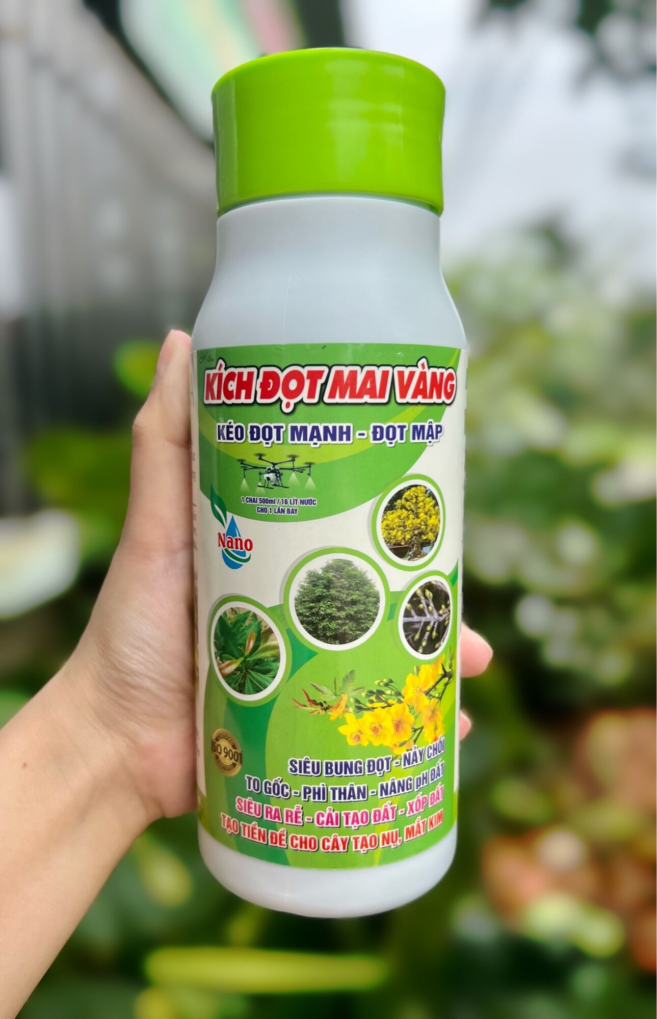 Kích đọt mai vàng kéo đọt mạnh đọt mập to gốc phì thân siêu ra rễ tạo tiền đề cho cây ra nụ,..